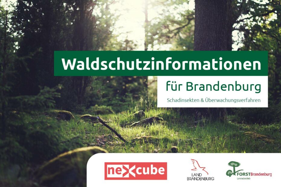 Waldschutz Wald mit Waldboden